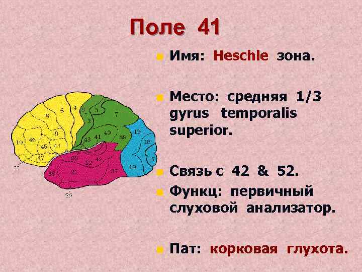 Поле 41 n Имя: Heschle зона. n Место: средняя 1/3 gyrus temporalis superior. n