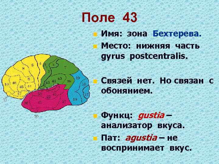 Поле 43 n n n Имя: зона Бехтерева. Место: нижняя часть gyrus postcentralis. Связей