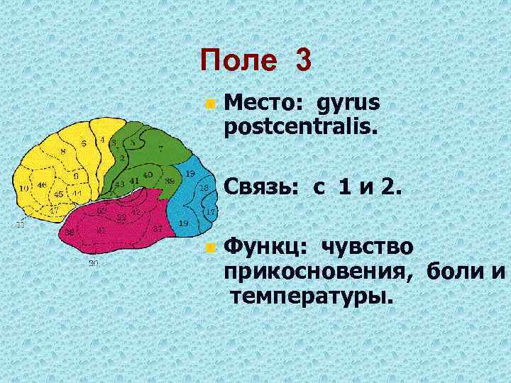 Поле 3 n Место: gyrus postcentralis. n Связь: с 1 и 2. n Функц: