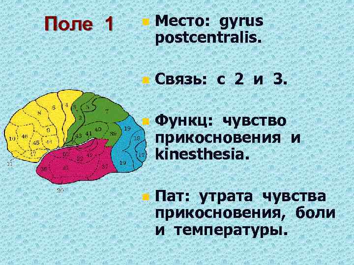 Поле 1 n Место: gyrus postcentralis. n Связь: с 2 и 3. n Функц: