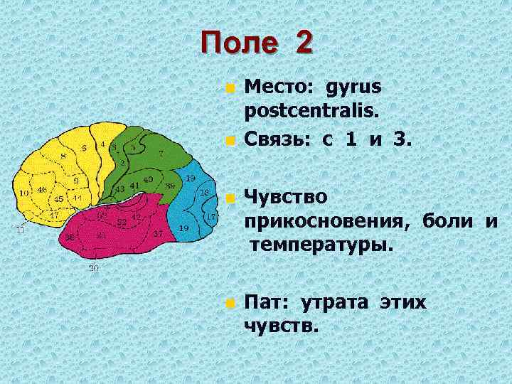 Поле 2 n n Место: gyrus postcentralis. Связь: с 1 и 3. n Чувство