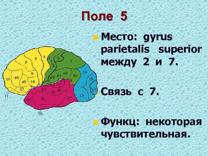 Поле 5 n n n Место: gyrus parietalis superior между 2 и 7. Связь