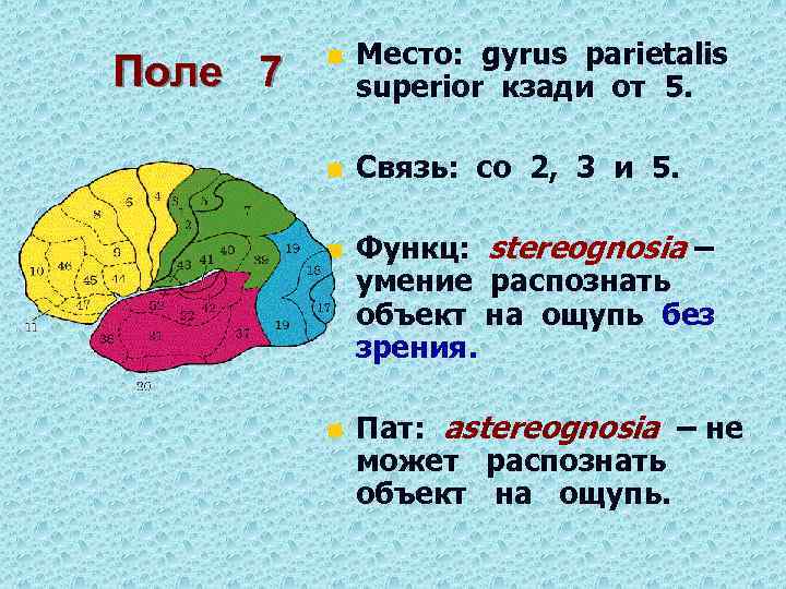 Поле 7 n Место: gyrus parietalis superior кзади от 5. n Связь: со 2,