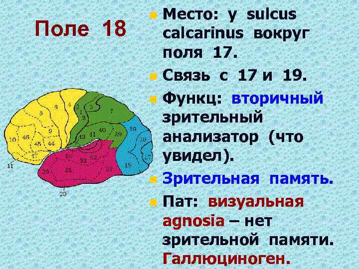 Поле 18 n n n Место: у sulcus calcarinus вокруг поля 17. Связь с