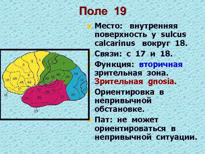 Поле 19 n n n Место: внутренняя поверхность у sulcus calcarinus вокруг 18. Связи: