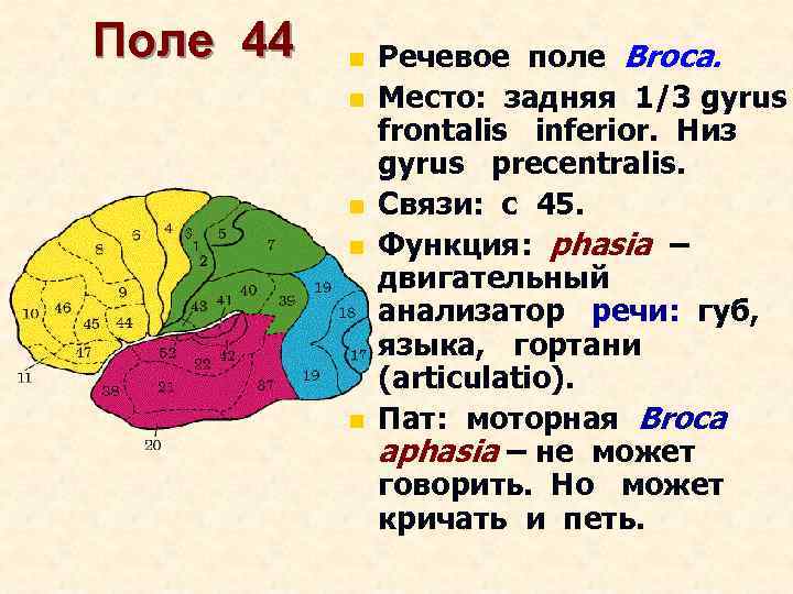 Поле 44 n n n Речевое поле Broca. Место: задняя 1/3 gyrus frontalis inferior.