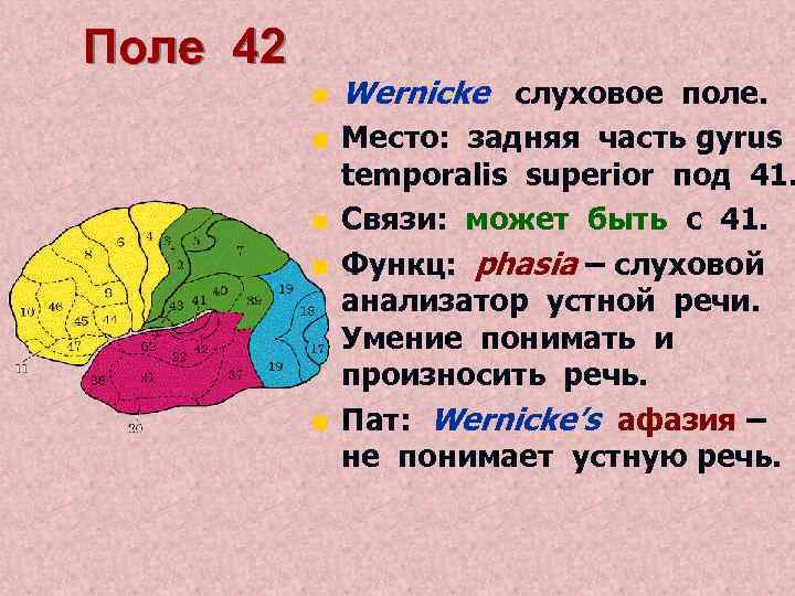 Поле 42 n n n Wernicke слуховое поле. Место: задняя часть gyrus temporalis superior