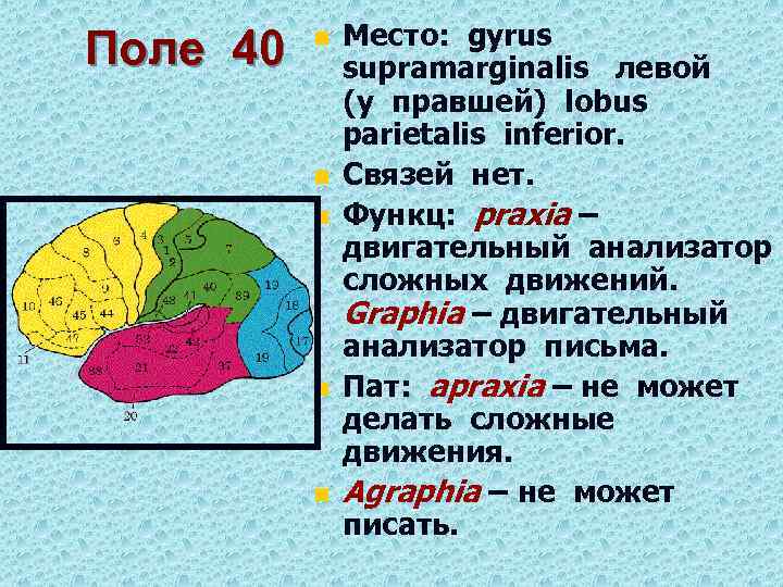 Поле 40 n n n Место: gyrus supramarginalis левой (у правшей) lobus parietalis inferior.