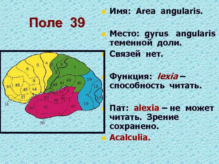 Поле 39 n Имя: Area angularis. n Место: gyrus angularis теменной доли. Связей нет.