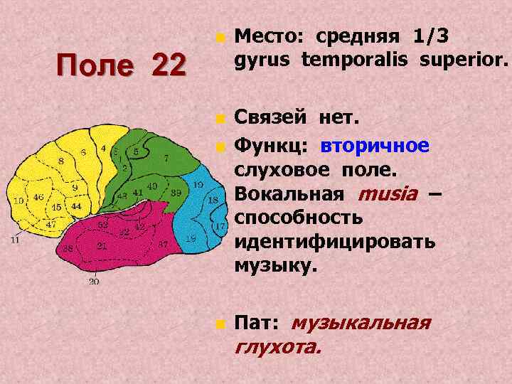 n Место: средняя 1/3 gyrus temporalis superior. n Связей нет. Функц: вторичное слуховое поле.