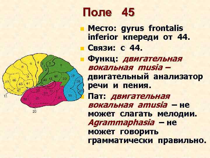 Поле 45 n n Место: gyrus frontalis inferior кпереди от 44. Связи: с 44.