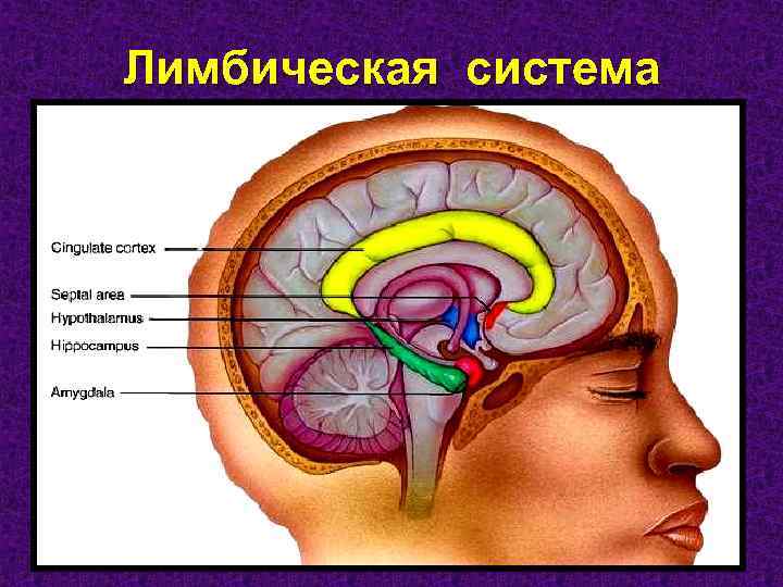 Лимбическая система фото