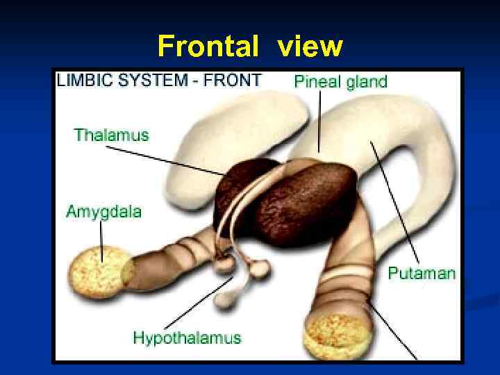 Frontal view 