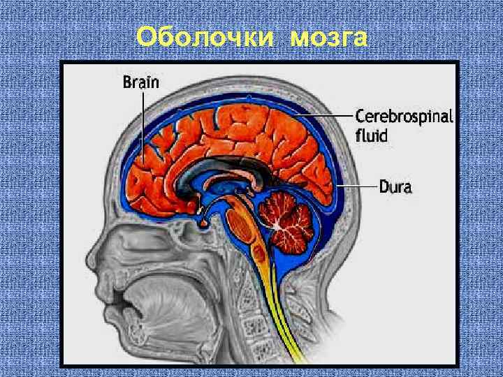 Оболочки мозга 