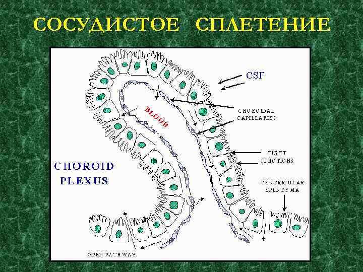 СОСУДИСТОЕ СПЛЕТЕНИЕ 