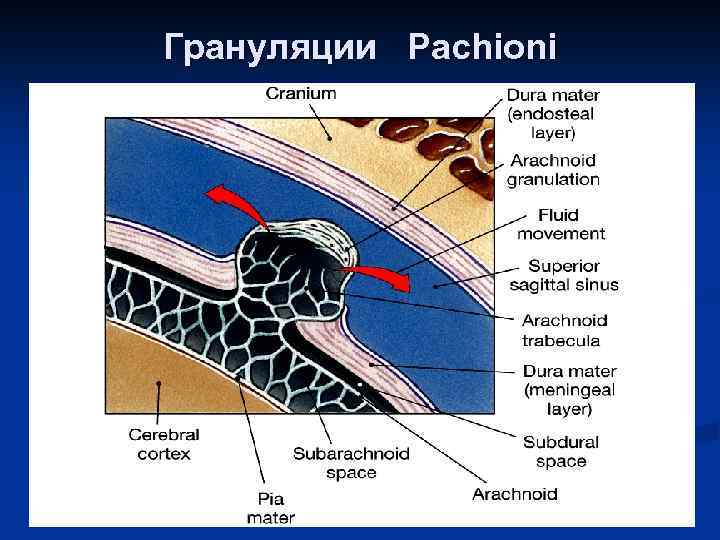 Грануляции Pachioni 