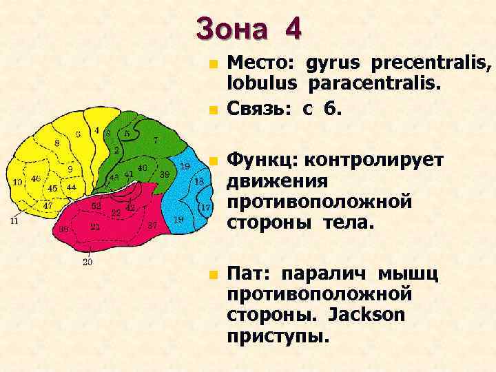 Зона 4 n n Место: gyrus precentralis, lobulus paracentralis. Связь: с 6. n Функц: