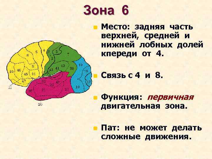 Зона 6 n Место: задняя часть верхней, средней и нижней лобных долей кпереди от