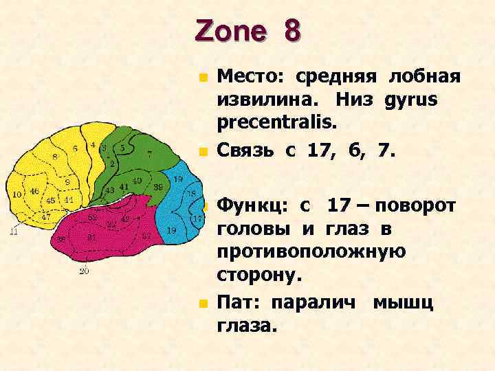 Zone 8 n n Место: средняя лобная извилина. Низ gyrus precentralis. Связь c 17,