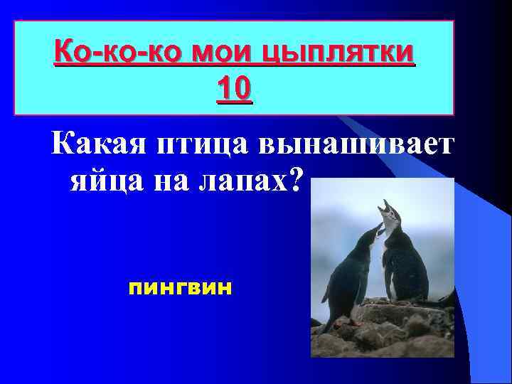 Ко-ко-ко мои цыплятки 10 Какая птица вынашивает яйца на лапах? пингвин 