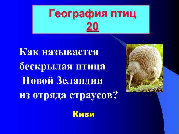 География птиц 20 Как называется бескрылая птица Новой Зеландии из отряда страусов? Киви 