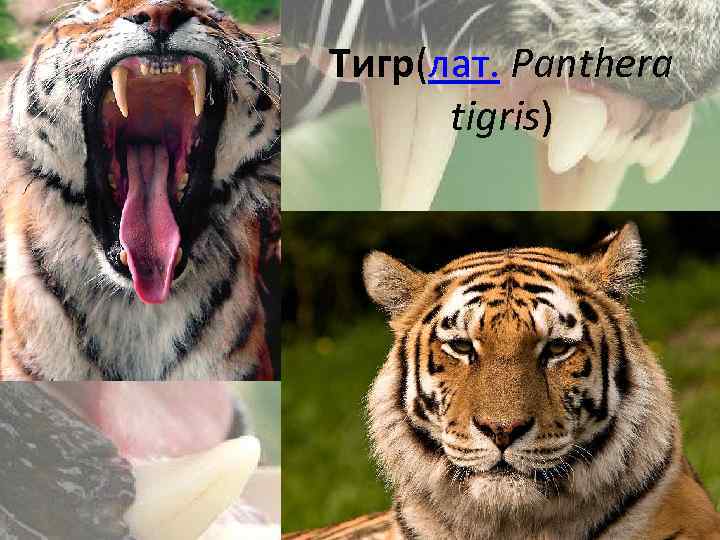 Тигр(лат. Panthera tigris) 