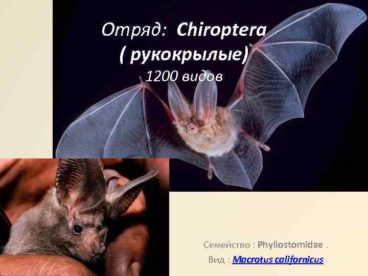 Отряд: Chiroptera ( рукокрылые) 1200 видов Семейство : Phyllostomidae. Вид : Macrotus californicus 