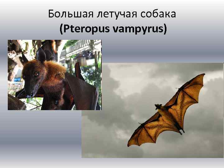 Большая летучая собака (Pteropus vampyrus) 