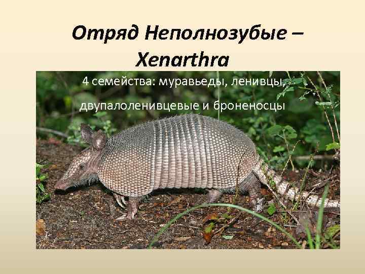  Отряд Неполнозубые – Xenarthra 4 семейства: муравьеды, ленивцы, двупалоленивцевые и броненосцы 