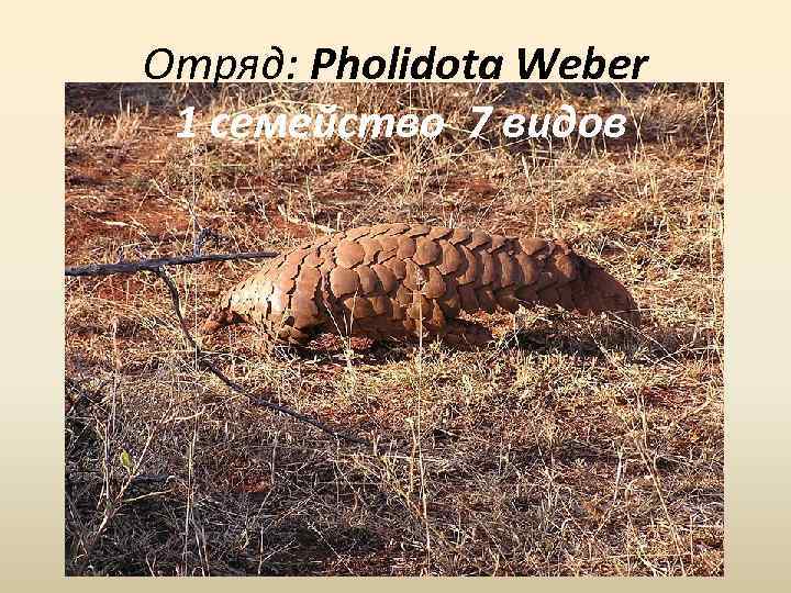 Отряд: Pholidota Weber 1 семейство 7 видов 