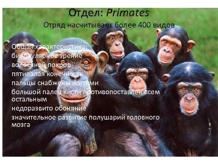 Отдел: Primates Отряд насчитывает более 400 видов Общая характеристика: бинокулярное зрение волосяной покров пятипалая