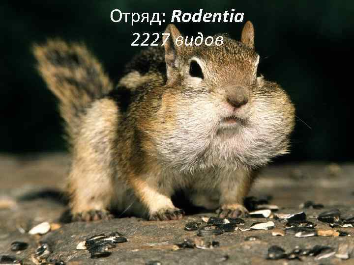 Отряд: Rodentia 2227 видов 