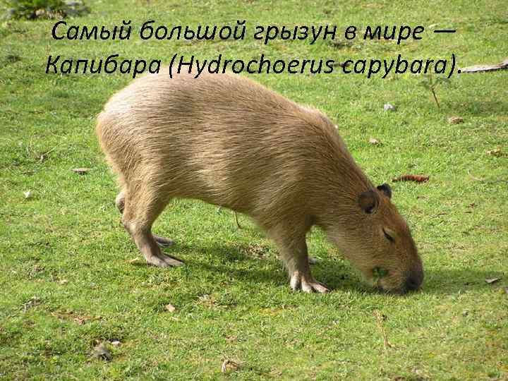 Самый большой грызун в мире — Капибара (Hydrochoerus capybara). 