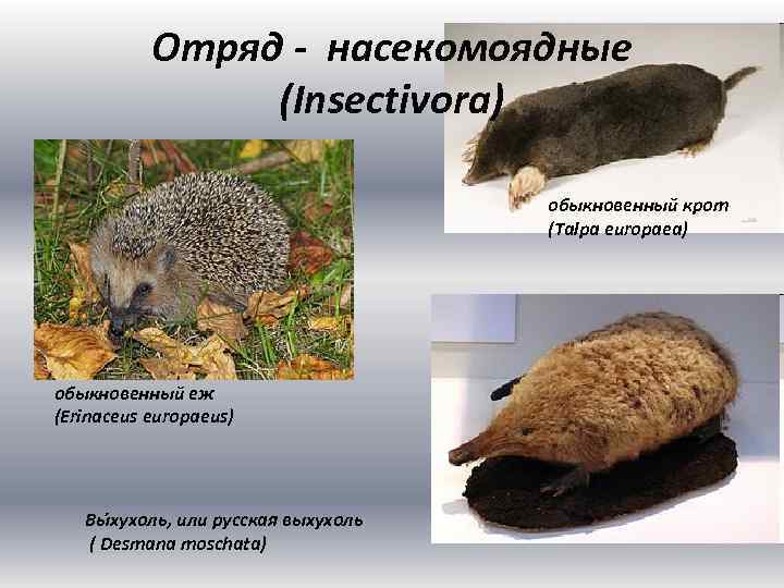 Отряд - насекомоядные (Insectivora) обыкновенный крот (Talpa europaea) обыкновенный еж (Erinaceus europaeus) Вы хухоль,