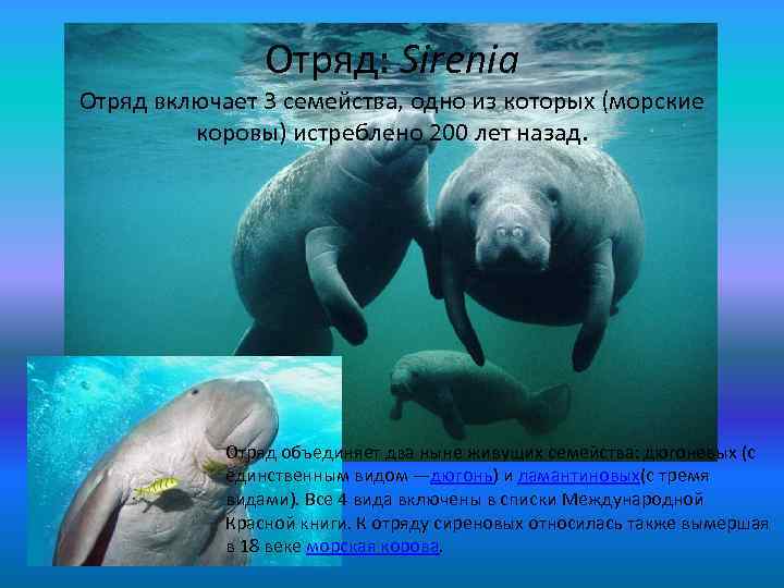 Отряд: Sirenia Отряд включает 3 семейства, одно из которых (морские коровы) истреблено 200 лет