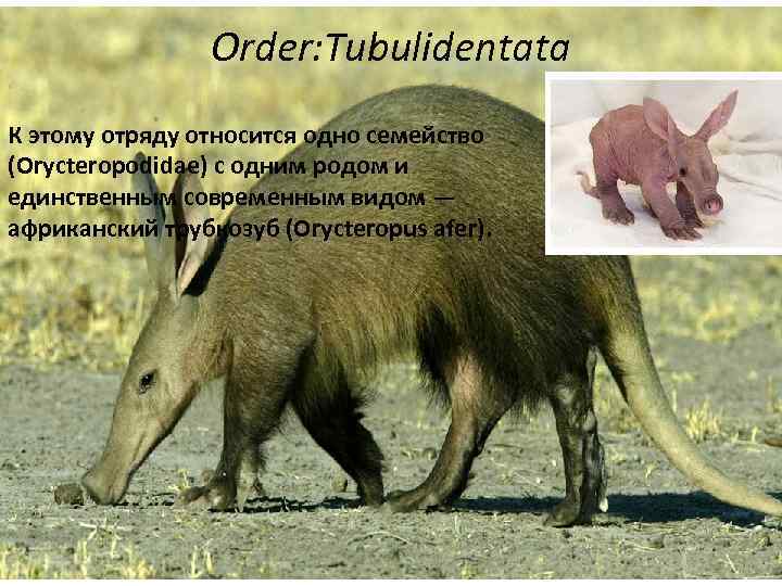 Order: Tubulidentata К этому отряду относится одно семейство (Orycteropodidae) с одним родом и единственным