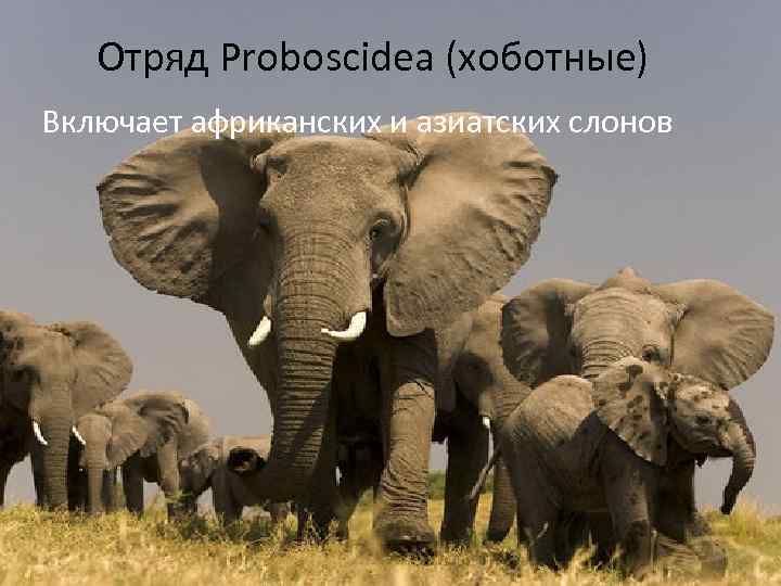 Отряд Proboscidea (хоботные) Включает африканских и азиатских слонов 