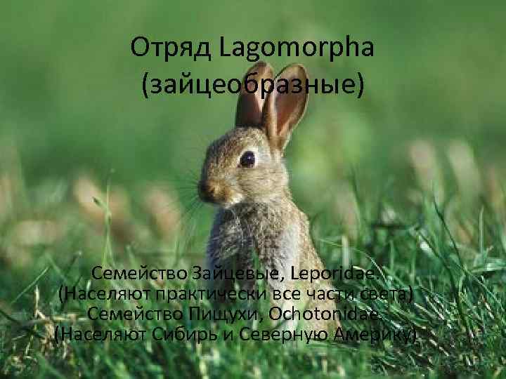 Отряд Lagomorpha (зайцеобразные) Семейство Зайцевые, Leporidae. (Населяют практически все части света) Семейство Пищухи, Ochotonidae.