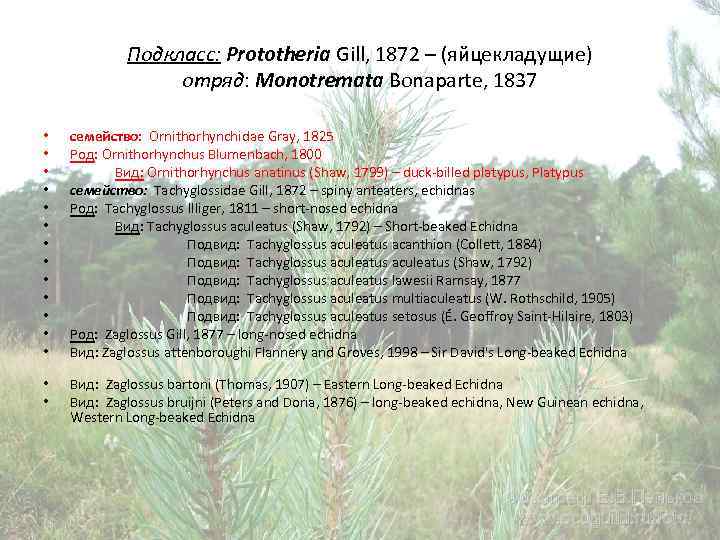 Подкласс: Prototheria Gill, 1872 – (яйцекладущие) отряд: Monotremata Bonaparte, 1837 • • • •