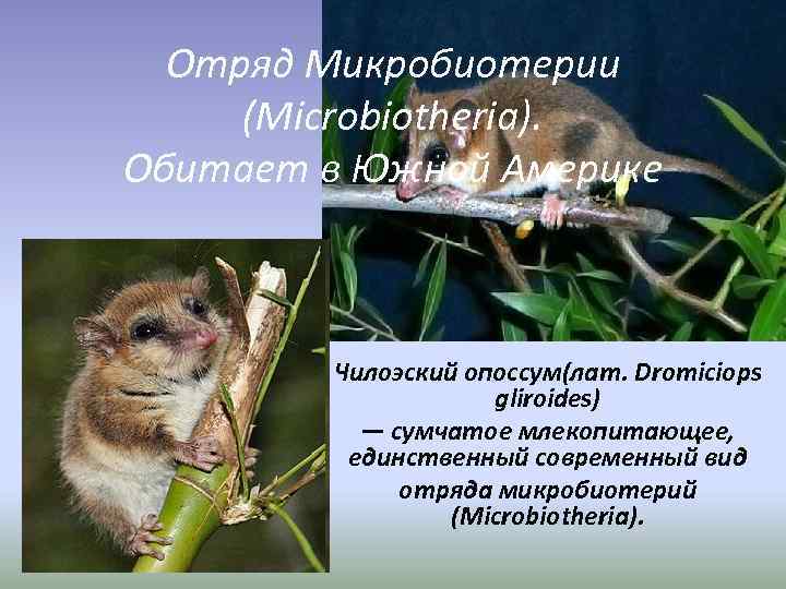 Отряд Микробиотерии (Microbiotheria). Обитает в Южной Америке Чилоэский опоссум(лат. Dromiciops gliroides) — сумчатое млекопитающее,