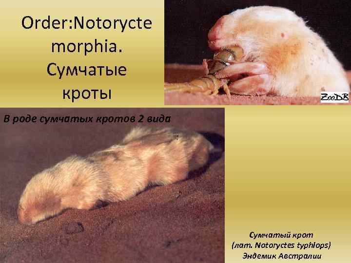 Order: Notorycte morphia. Сумчатые кроты В роде сумчатых кротов 2 вида Сумчатый крот (лат.