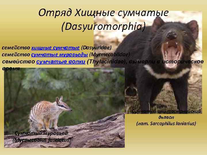 Отряд Хищные сумчатые (Dasyuromorphia) семейство хищные сумчатые (Dasyuridae) семейство сумчатые муравьеды (Myrmecobiidae) семейство сумчатые