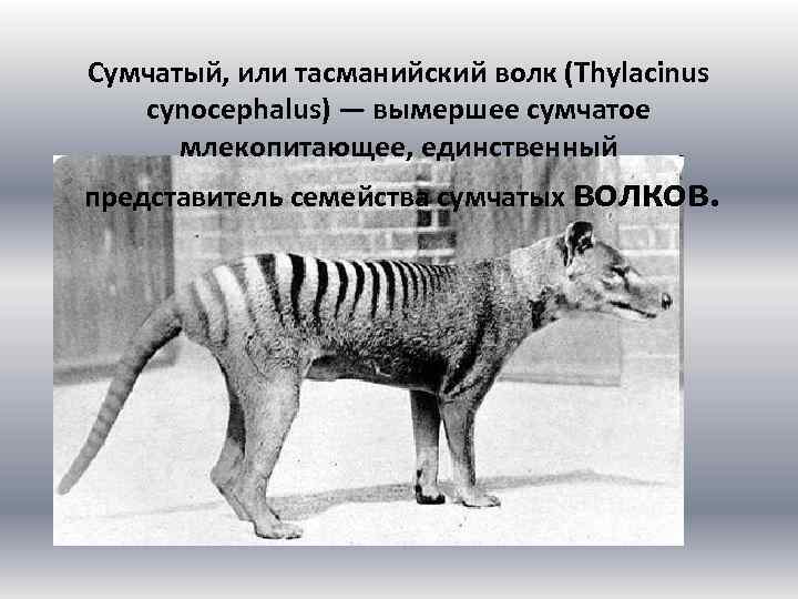 Сумчатый, или тасманийский волк (Thylacinus cynocephalus) — вымершее сумчатое млекопитающее, единственный представитель семейства сумчатых