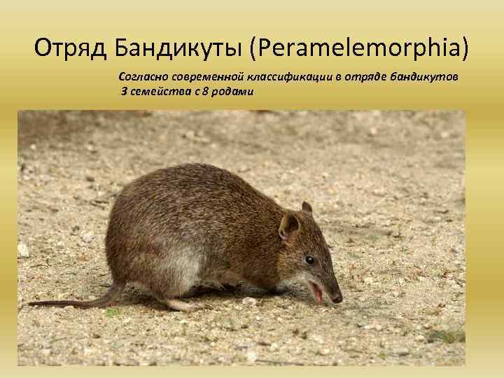 Отряд Бандикуты (Peramelemorphia) Согласно современной классификации в отряде бандикутов 3 семейства с 8 родами