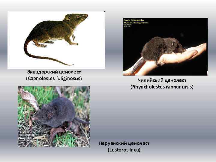 Эквадорский ценолест (Caenolestes fuliginosus) Чилийский ценолест (Rhyncholestes raphanurus) Перуанский ценолест (Lestoros inca) 