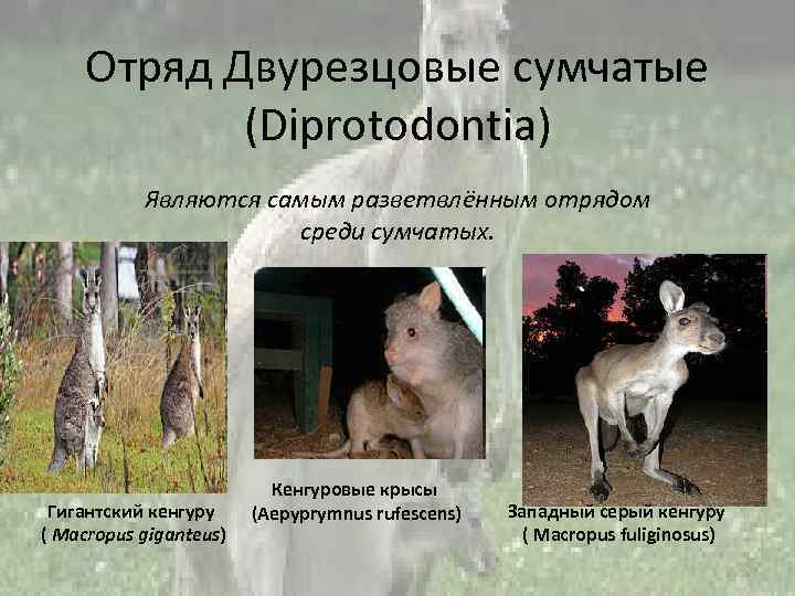 Отряд Двурезцовые сумчатые (Diprotodontia) Являются самым разветвлённым отрядом среди сумчатых. Гигантский кенгуру ( Macropus