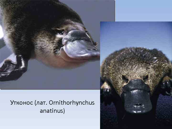 Утконос (лат. Ornithorhynchus anatinus) 