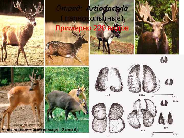 Отряд: Artiodactyla ( парнокопытные) Примерно 220 видов У них парное число пальцев (2 или