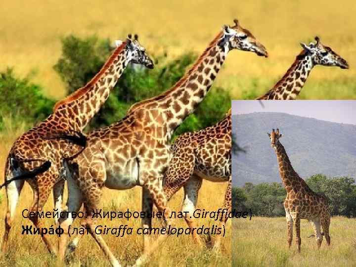 Семейство: Жирафовые( лат. Giraffidae) Жира ф (лат. Giraffa camelopardalis) 