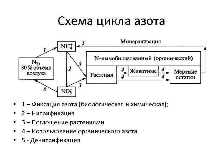 Схема цикла азота • • • 1 – Фиксация азота (биологическая и химическая); 2